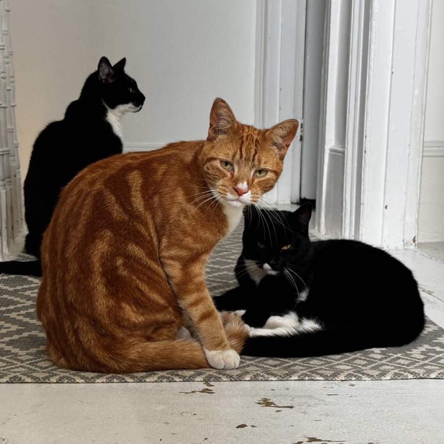 The Catastrophic Crew — three cats
